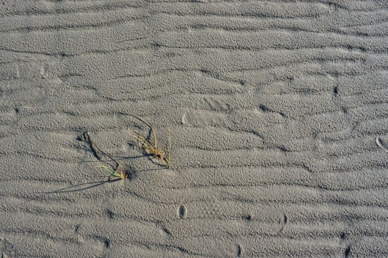 Sprietjes helmgras  / Schiermonnikoog