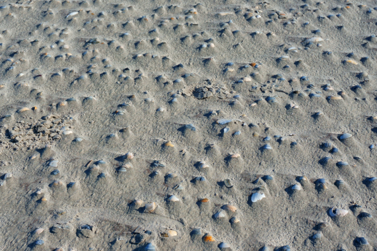 Kokkels in het zand  / Schiermonnikoog