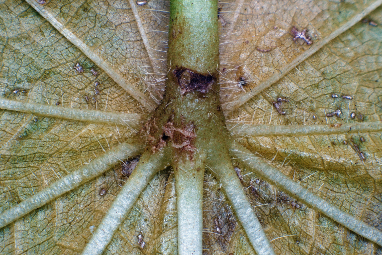 Sparmannia africana